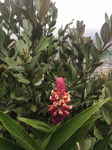 Elleanthus smithii image