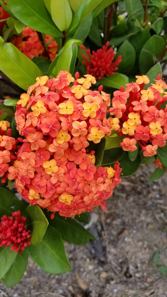 Ixora chinensis