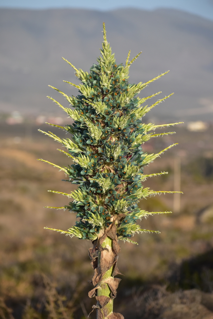 Sapphire tower (Puya alpestris) · iNaturalist