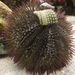Variegated Sea Urchin - Photo (c) rangertrent, all rights reserved