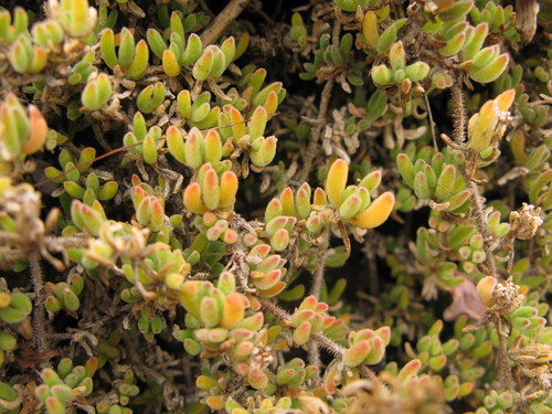 Pale dewplant