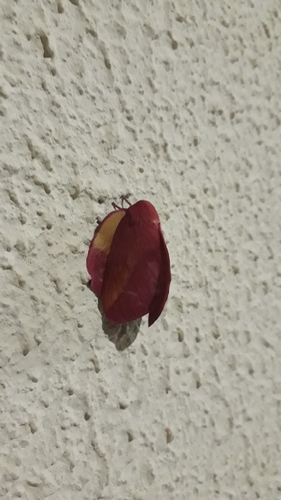 Psilopygida walkeri