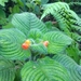 Besleria riparia - Photo 由 Jeison Rosero 所上傳的 (c) Jeison Rosero，保留所有權利