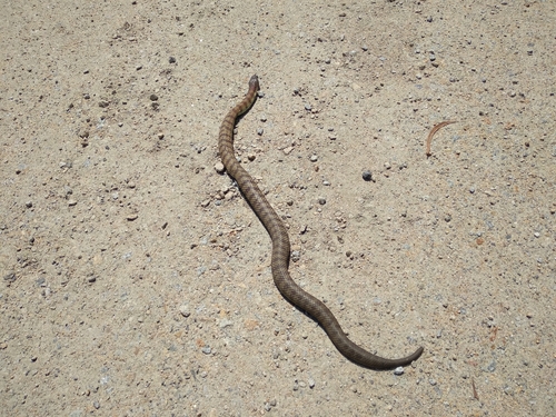 Tiger Snake sighting