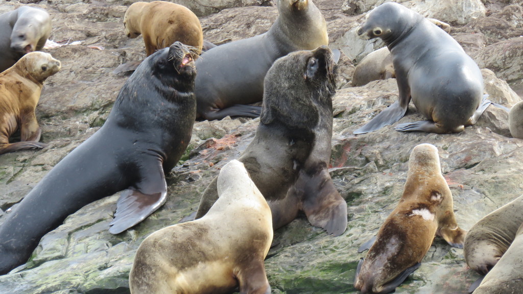 South American Sea Lion (Otaria byronia) · iNaturalist