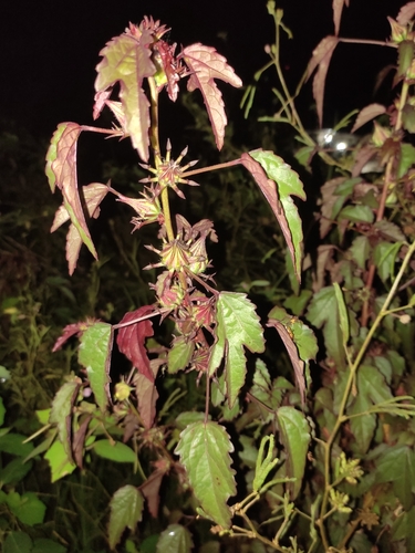 cranberry hibiscus