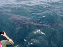 Whale Shark