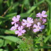 Dwarf Verbena - Photo (c) Suzette Rogers, all rights reserved