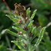 Purple Cudweed - Photo (c) Richie Southerton, all rights reserved, uploaded by Richie Southerton