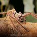 Isopeda queenslandensis - Photo (c) Shane Gehlert, all rights reserved, uploaded by Shane Gehlert