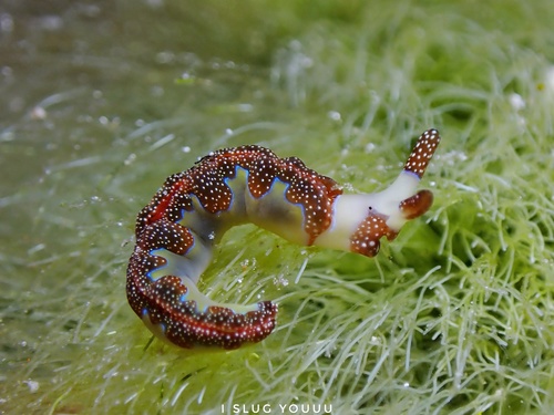 Thuridilla moebii — seen at this dive site
