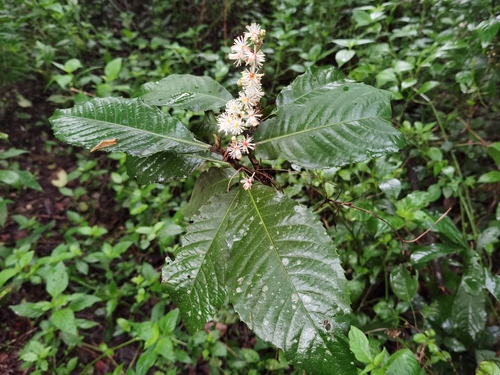 Undershrub big-leaf (Argomuellera macrophylla)