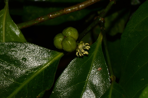 Forest Canaryberry (Suregada procera)