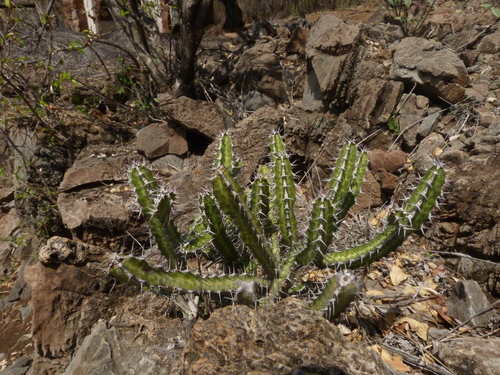 Euphorbia griseola ssp. griseola