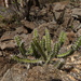 Euphorbia griseola griseola - Photo (c) Warren McCleland, כל הזכויות שמורות, הועלה על ידי Warren McCleland