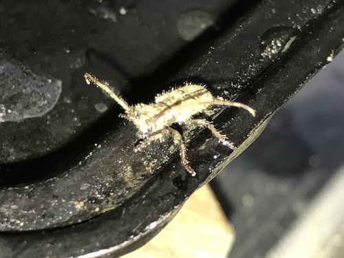 Eupogonius fulvovestitus · iNaturalist