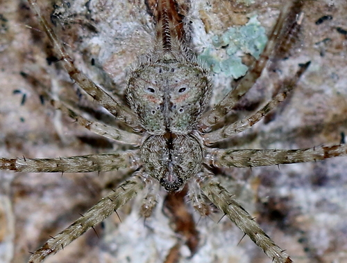 Typical Two-tailed Spiders