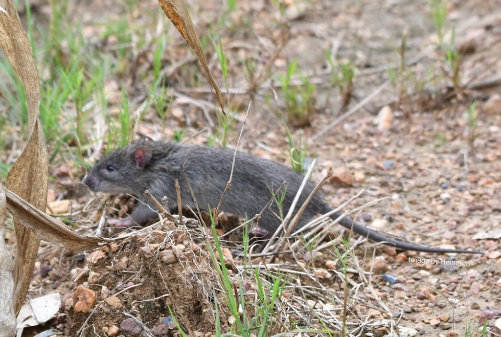 Savile's Bandicoot-rat from Wang Phai, Wang Nam Khiao, Wang Nam Khiao ...