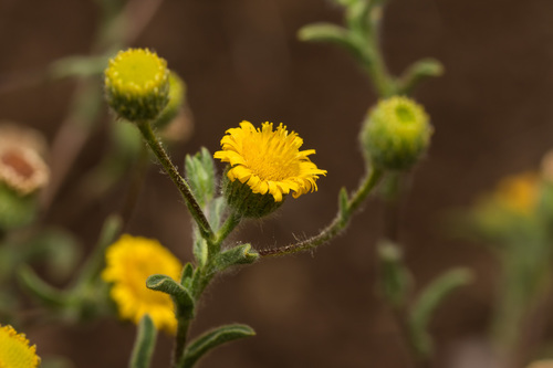 Pulicaria arabica