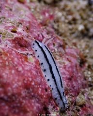 Image of Phyllidiopsis phiphiensis