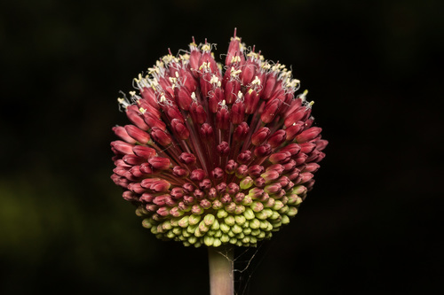 Allium amethystinum Tausch