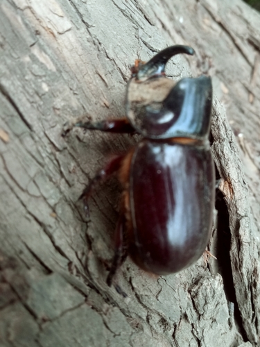 Heterogomphus mirabilis