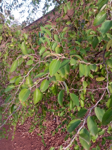 Chinese Apple