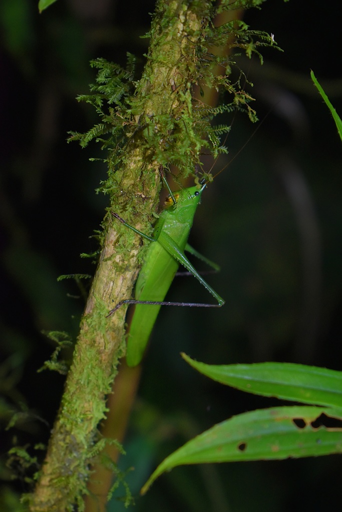 Coneheads from Tena, Ecuador on October 25, 2021 at 07:38 PM by Angel ...