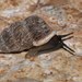 Obscurella bicostulata - Photo (c) Frank Walther, all rights reserved, uploaded by Frank Walther