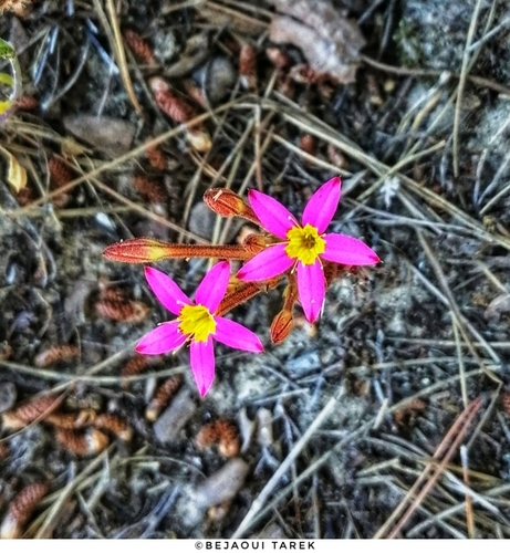 Pistorinia breviflora
