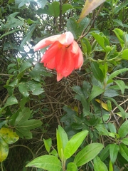 Passiflora mixta image