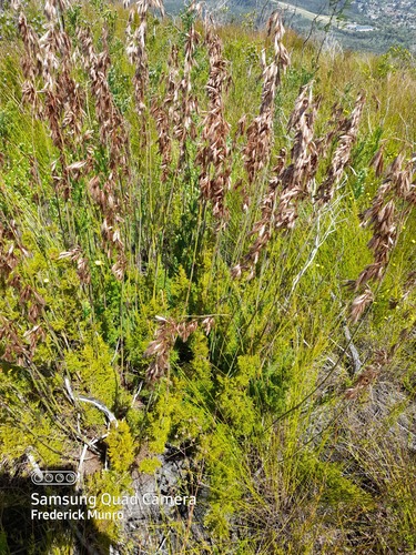 Thamnochortus cinereus H.P.Linder
