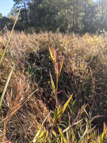 hidden-flower witchgrass (Dichanthelium cryptanthum)