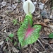 Caladium bicolor - Photo (c) Damion Laren Whyte, כל הזכויות שמורות, הועלה על ידי Damion Laren Whyte