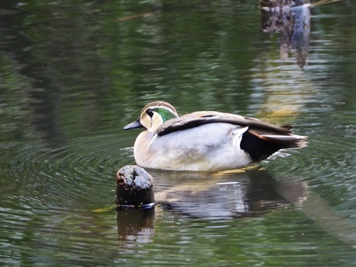 Baikal Teal