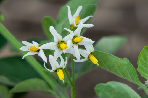 tall nightshade