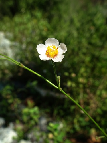 white velvetleaf (Wissadula periplocifolia)