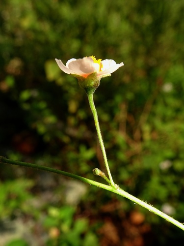 Wissadula periplocifolia · iNaturalist