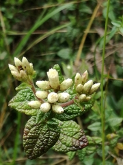 Chromolaena bullata image