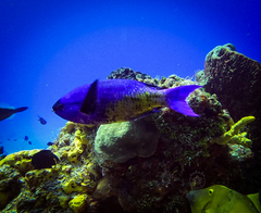 Creole Wrasse
