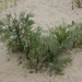 Beach Wormwood - Photo (c) Cody Hough, all rights reserved, uploaded by Cody Hough