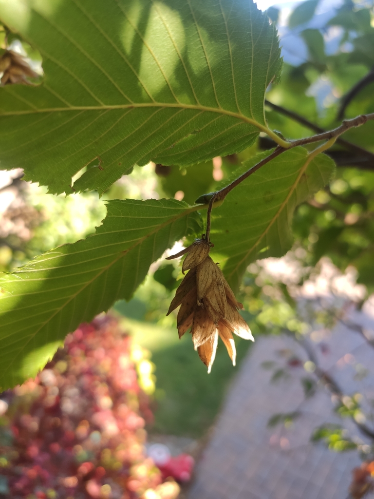 European Hop-hornbeam from Bolzano, Trentino-Alto Adige, IT on October ...