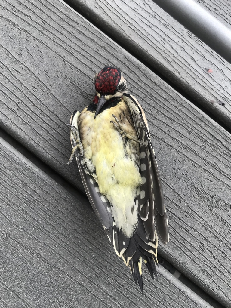 Yellowbellied Sapsucker from 381 Initiative Way, NC State University