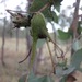 Four-winged Gall - Photo (c) lync, all rights reserved