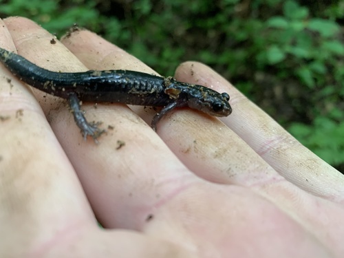 Southern Gray-cheeked Salamander