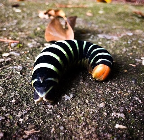 Pachylia syces