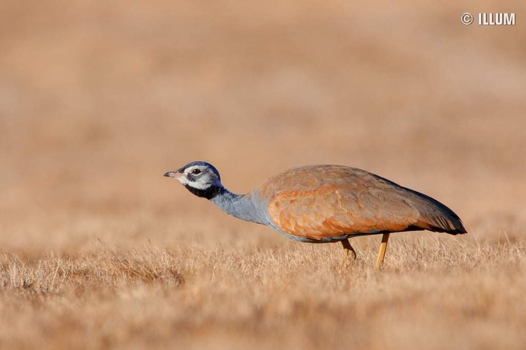 Blue Bustard (Eupodotis caerulescens) photo