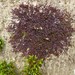 Dilated Scalewort - Photo (c) Tig, all rights reserved, uploaded by Tig