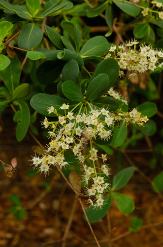 Resin Clusterleaf (Terminalia stuhlmannii)