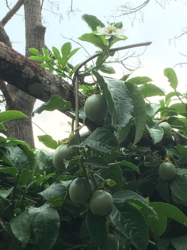 common passionfruit